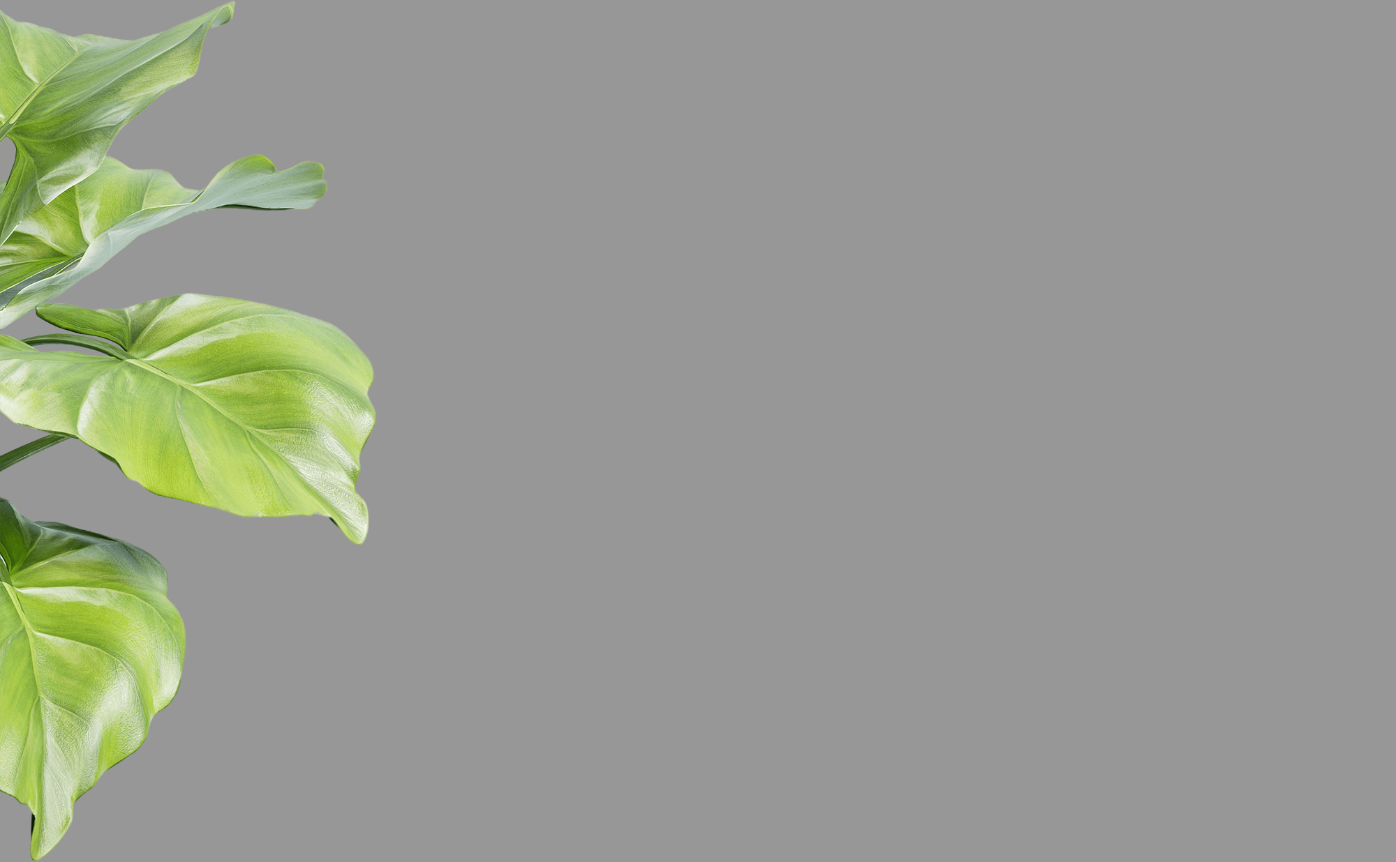 绿色植物叶子免抠素材