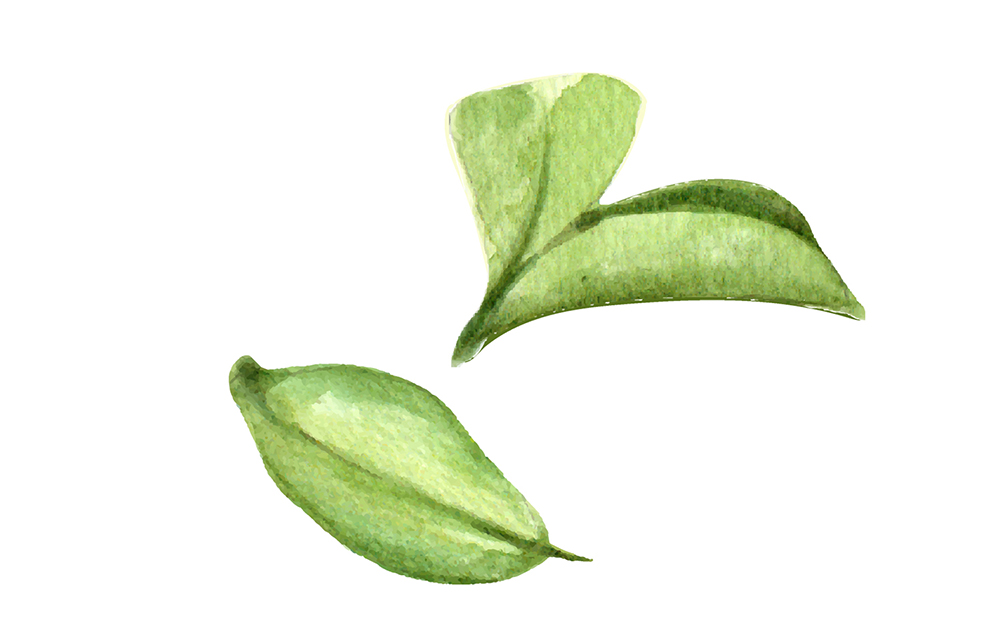 精致文艺水彩画手绘感觉系列水果插画插图