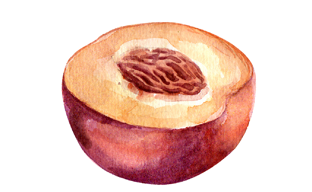 精致文艺水彩画手绘感觉系列水果插画插图