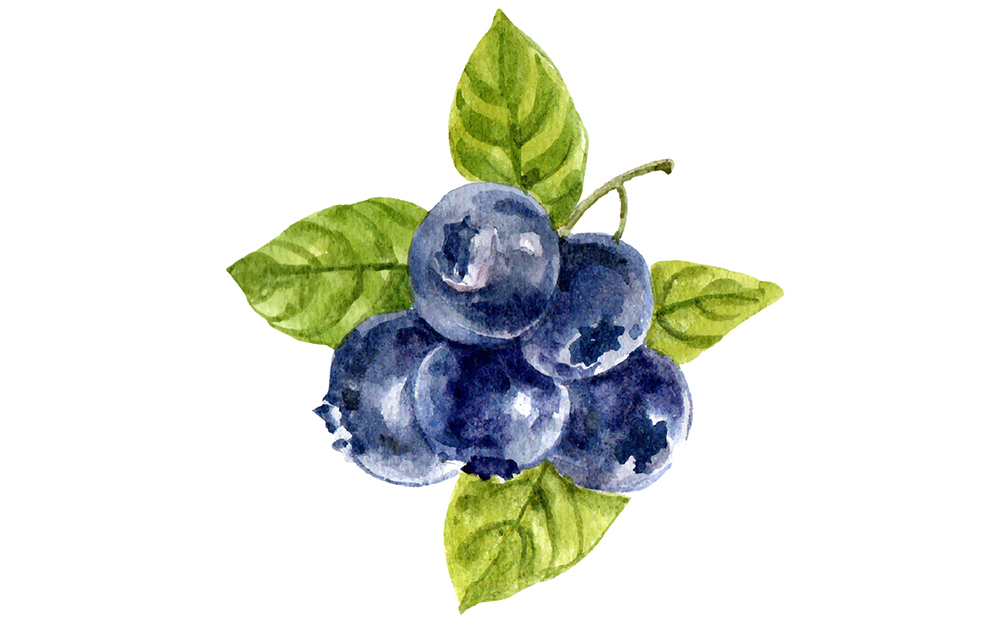 精致文艺水彩画手绘感觉系列水果插画插图