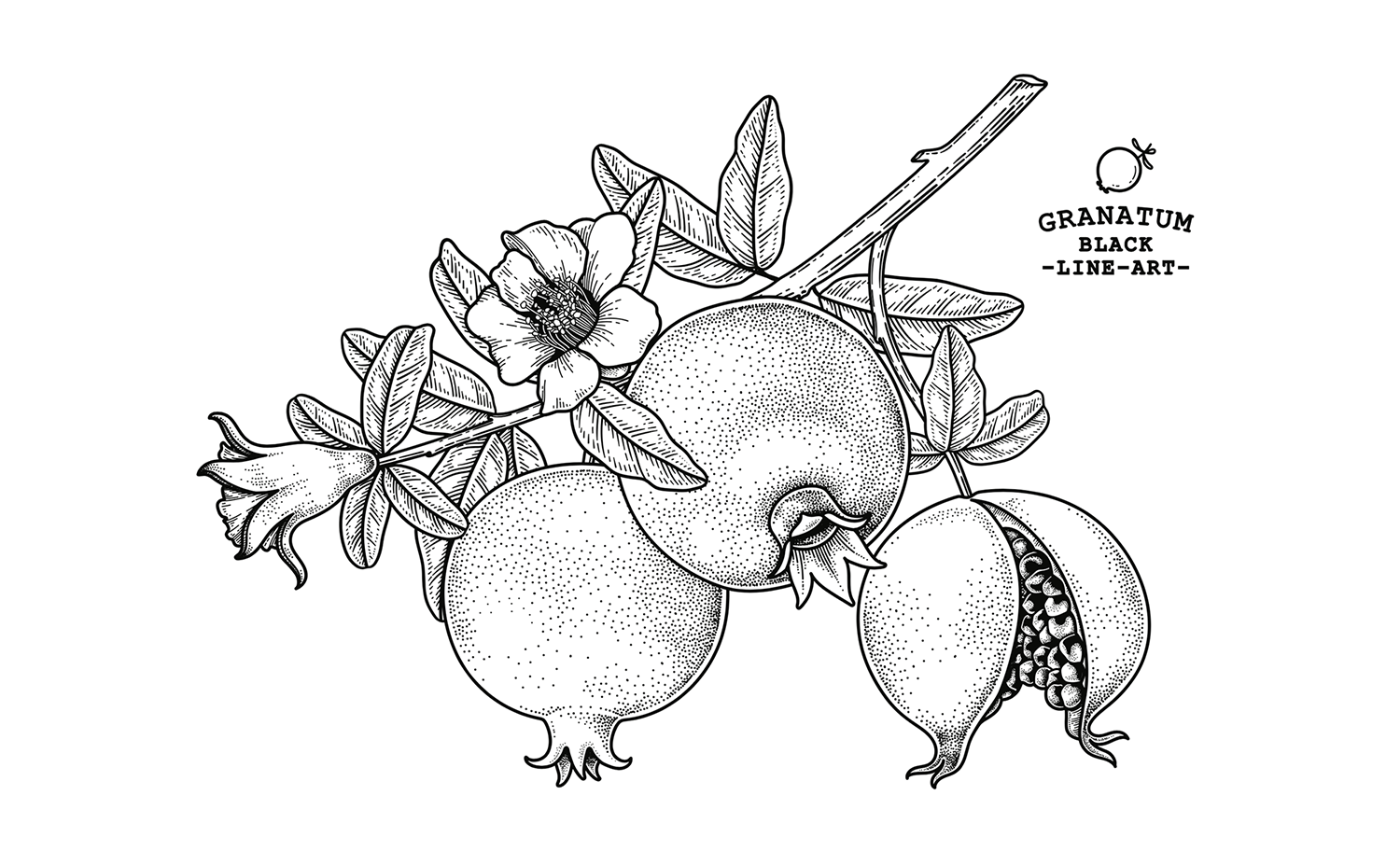 手绘素描风格黑白石榴插画