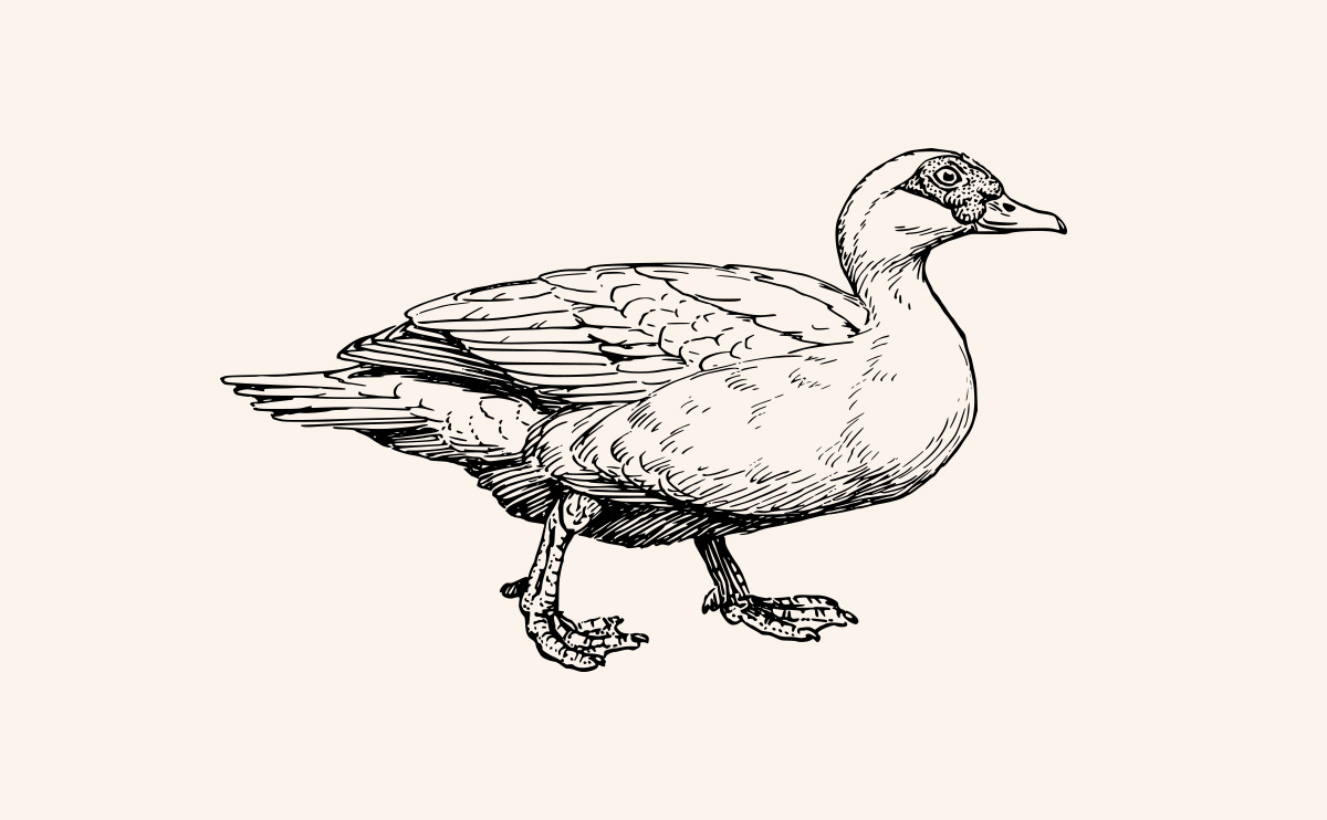 大雁/鸭子插画图
