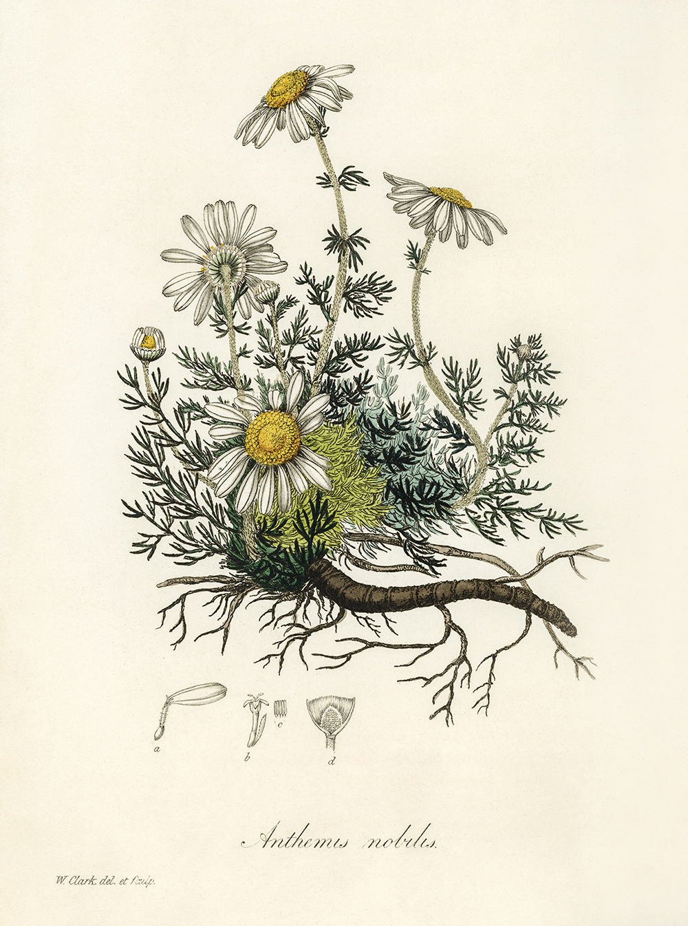 文艺清新的洋甘菊手绘插画图
