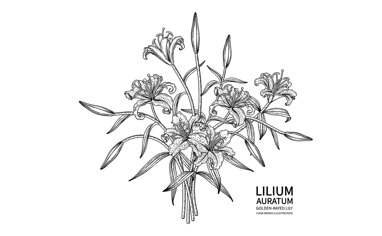 黑白手绘风格百合花矢量插画