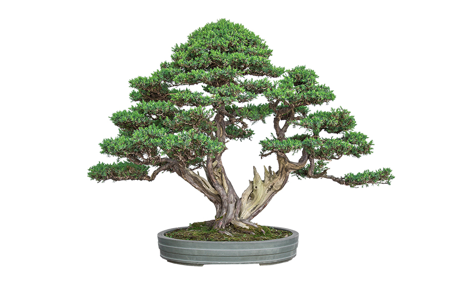 苏式松树盆景盆栽PNG