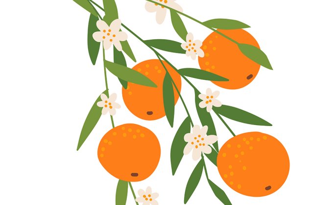 文艺清新橙子矢量插画
