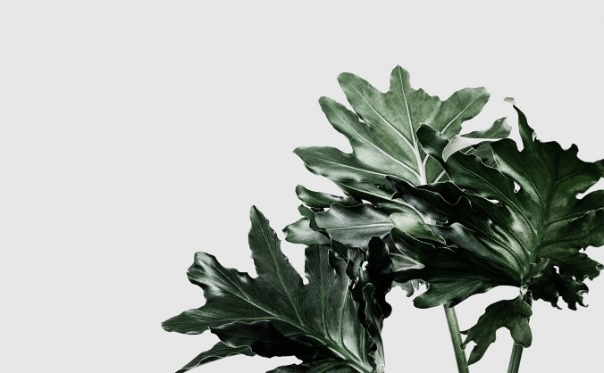 绿色叶子的植物局部透明免抠PNG素材