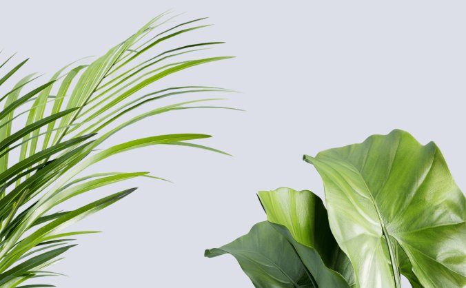 绿色热带叶子的植物局部透明免抠PNG素材