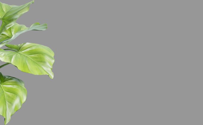 绿色植物叶子免抠素材