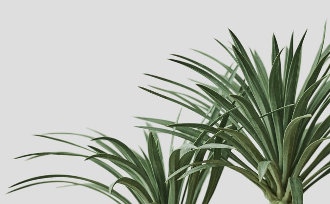 绿色植物叶子透明PNG免抠素材