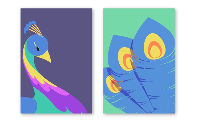 孔雀矢量插图含局部羽毛特写