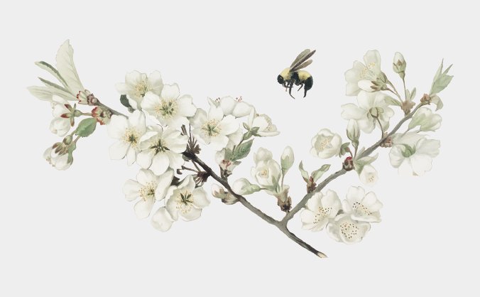 淡雅苹果花枝叶插图圣诞贺卡明信片矢量插画