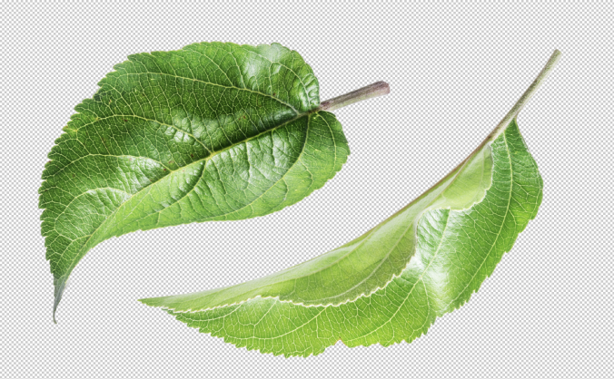 两组碧绿的苹果叶子免抠元素PNG