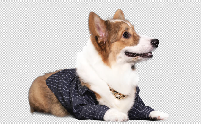 柯基犬PNG透明免抠元素