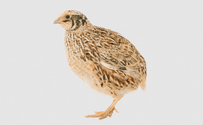 3只鹌鹑免抠元素PNG