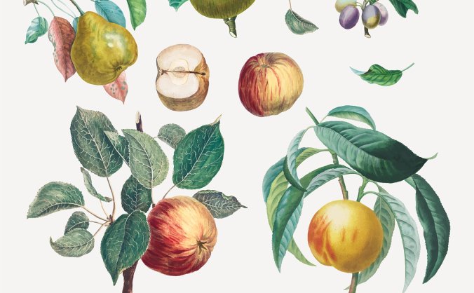 复古水彩感觉苹果梨子插图