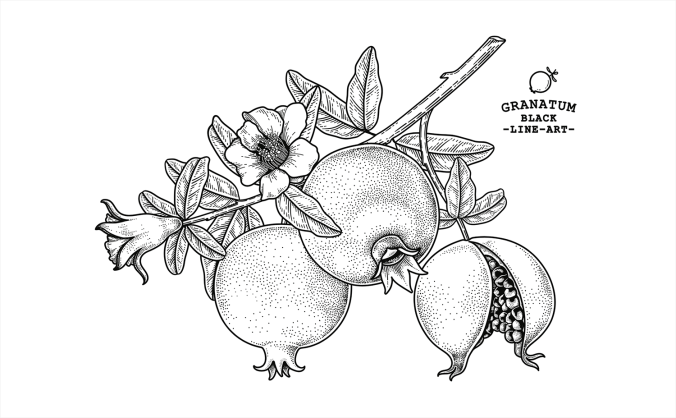 手绘素描风格黑白石榴插画