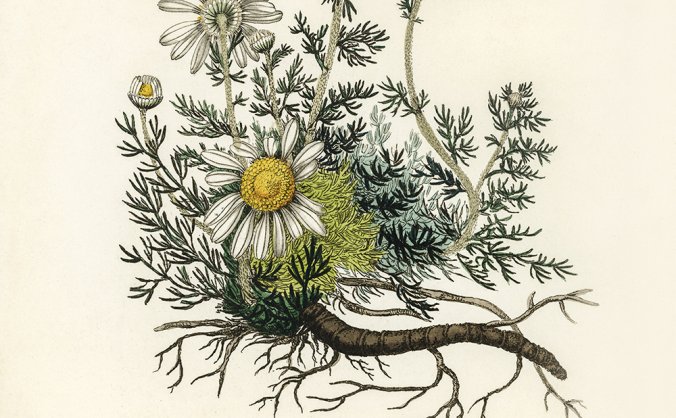 文艺清新的洋甘菊手绘插画图