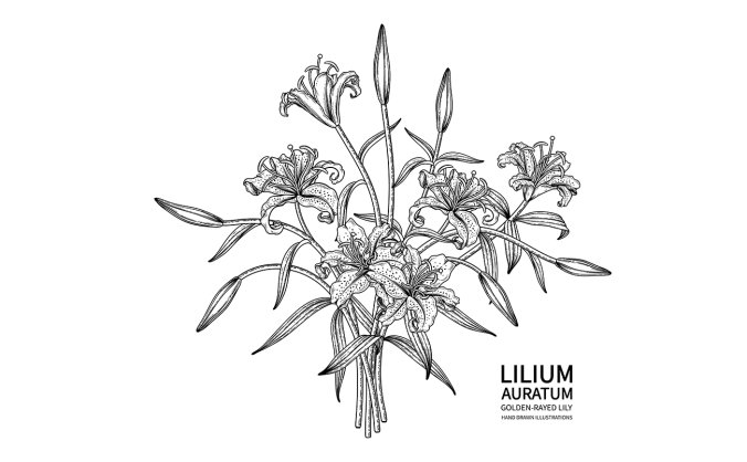 黑白手绘风格百合花矢量插画