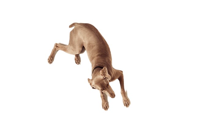 俯视角度的狗子细狗免抠元素PNG