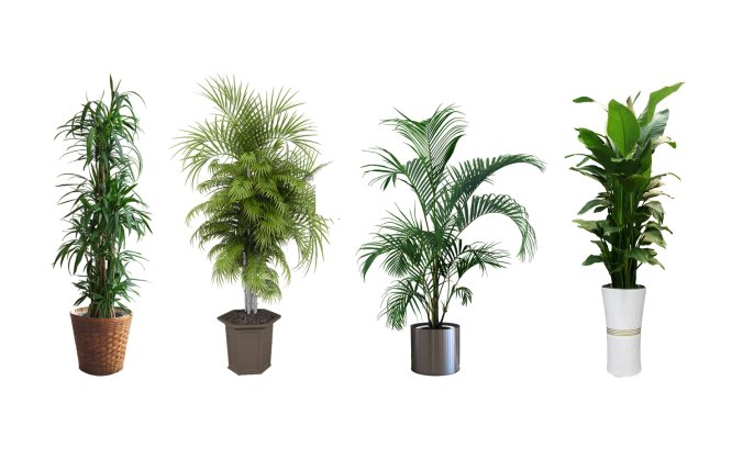 13组盆栽类植物素材包下载