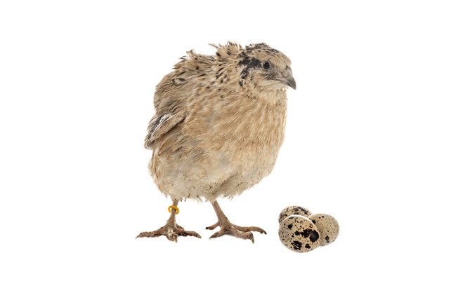 鹌鹑妈妈与鹌鹑蛋