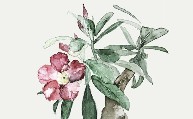 多幅清新雅致的水彩植物画(高清)